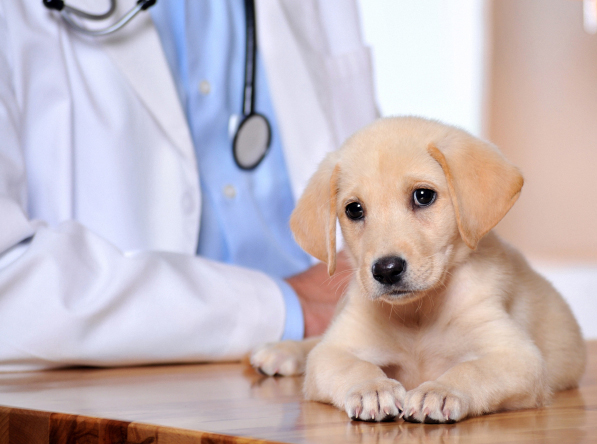 Hilo, HI. Pet Clinic Insurance